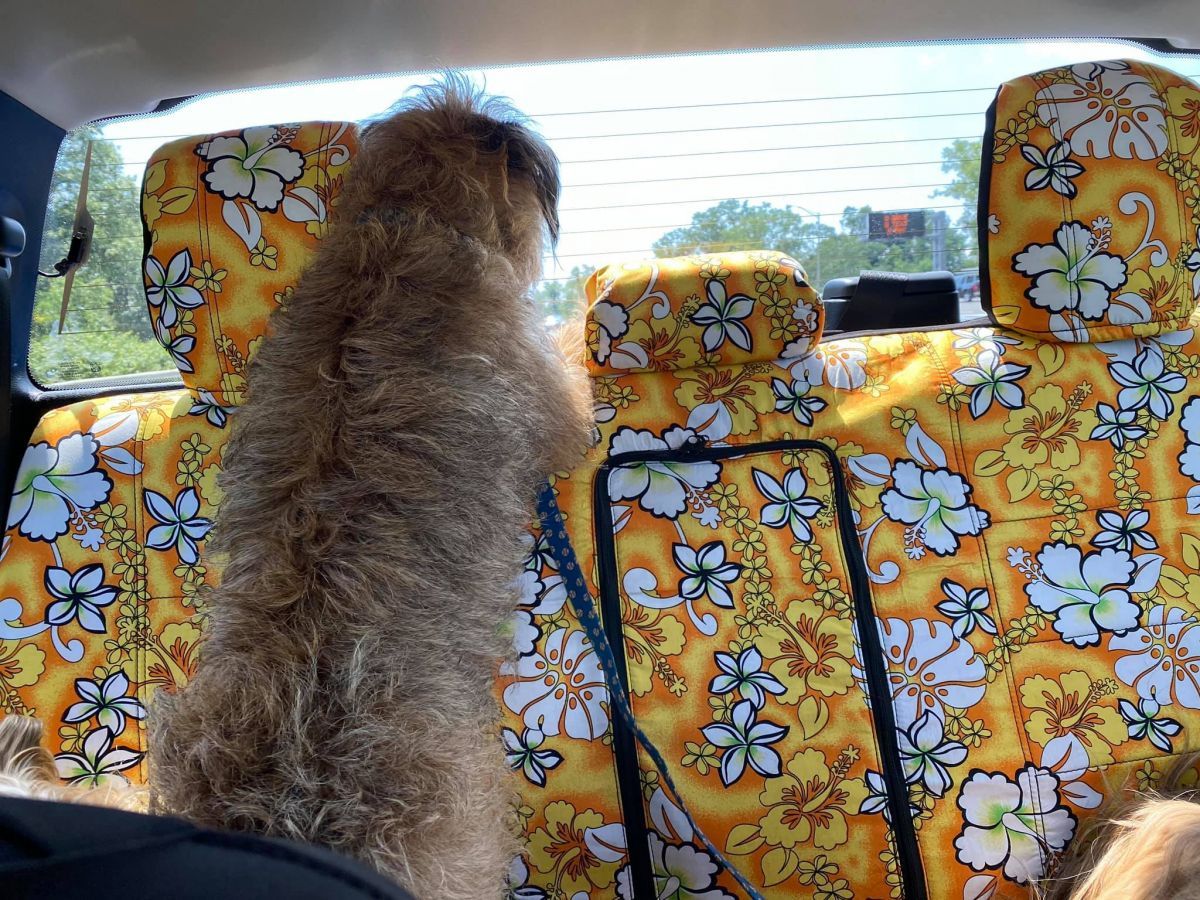 Golden Pineapple Edm Hawaiian Print Pet Car Seat Cover main image 1